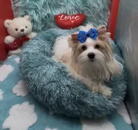 Parti Buddy, a male Yorkshire Terrier for sale in Palm Springs, CA – Photo 3 of 10