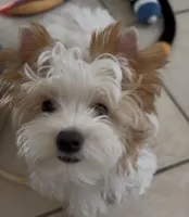 Gold and White Parti, a male Yorkshire Terrier for sale in Palm Springs, CA – Photo 4 of 6