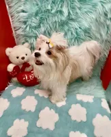 Parti Buddy, a male Yorkshire Terrier for sale in Palm Springs, CA – Photo 2 of 10