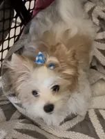 Gold and White Parti, a male Yorkshire Terrier for sale in Palm Springs, CA – Photo 2 of 6