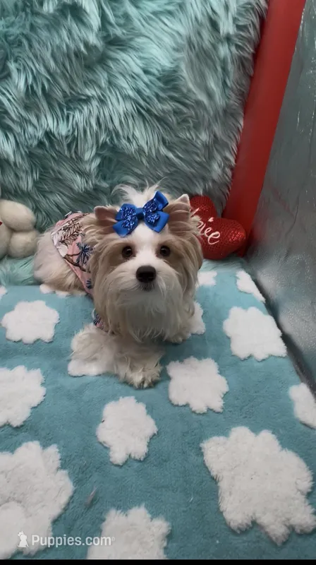 Teddy Bear Boy – Yorkshire Terrier puppy for sale in Palm Springs, CA