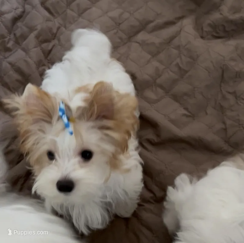 Gold and White Parti – Yorkshire Terrier puppy for sale in Palm Springs, CA