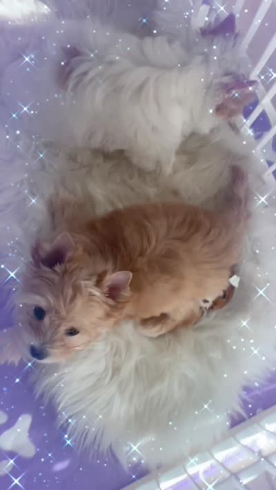 Little Goldie Locks, a female Yorkshire Terrier for sale in Palm Springs, CA – 8 of 9