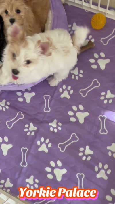Rare Exotic Snow , a female Yorkshire Terrier for sale in Palm Springs, CA – 7 of 7