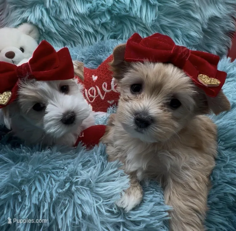 Golden  Honey Tcup – Yorkshire Terrier puppy for sale in Palm Springs, CA