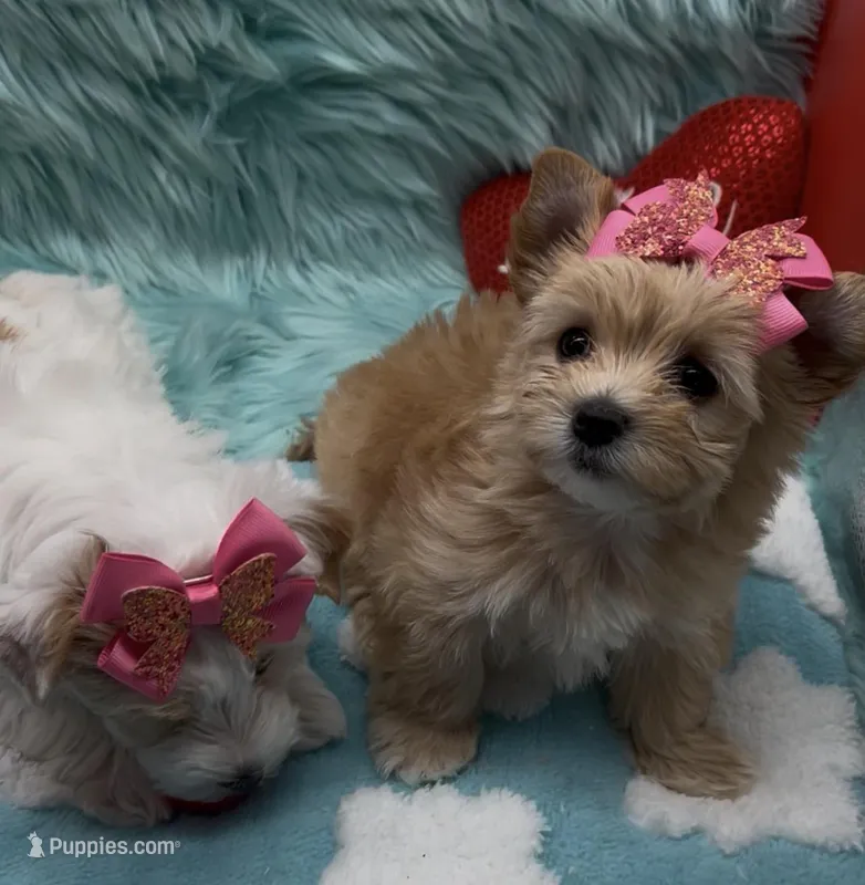 Golden  Heart Girl – Yorkshire Terrier puppy for sale in Palm Springs, CA