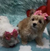 Golden  Honey Tcup, a female Yorkshire Terrier for sale in Palm Springs, CA – Photo 3 of 8