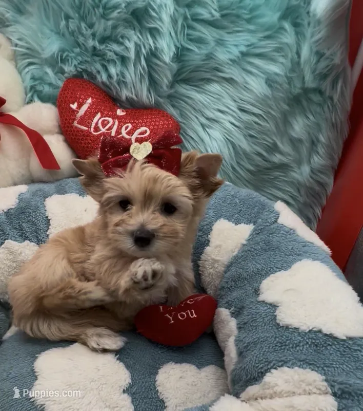 Tiny Teddy Bear Girl – Yorkshire Terrier puppy for sale in Palm Springs, CA
