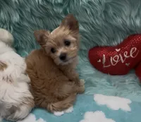 Golden  Honey Tcup, a female Yorkshire Terrier for sale in Palm Springs, CA – Photo 8 of 8