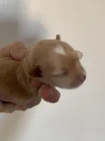 Golden  Heart Girl, a female Yorkshire Terrier for sale in Palm Springs, CA – Photo 2 of 4