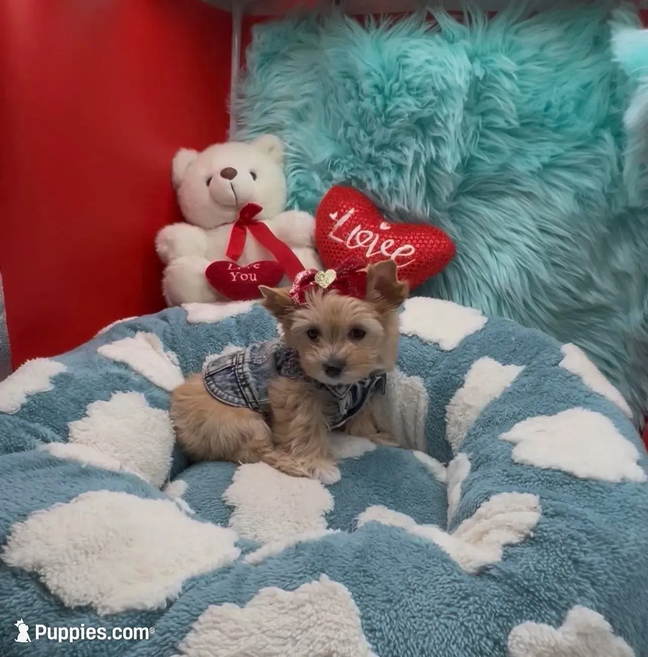 Golden Teddy Bear Face, a female Yorkshire Terrier for sale in Palm Springs, CA – 2 of 9