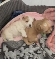 Golden  Heart Girl, a female Yorkshire Terrier for sale in Palm Springs, CA – Photo 4 of 4