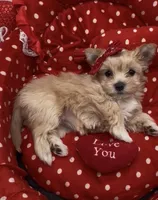 Golden  Honey Tcup, a female Yorkshire Terrier for sale in Palm Springs, CA – Photo 5 of 8