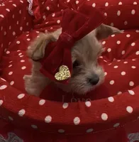 Golden  Honey Tcup, a female Yorkshire Terrier for sale in Palm Springs, CA – Photo 4 of 8