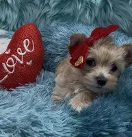 Golden  Honey Tcup, a female Yorkshire Terrier for sale in Palm Springs, CA – Photo 7 of 8