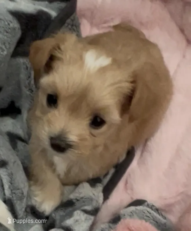 Golden  Heart Girl – Yorkshire Terrier puppy for sale in Palm Springs, CA