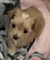 Golden  Heart Girl, a female Yorkshire Terrier for sale in Palm Springs, CA – Photo 1 of 4