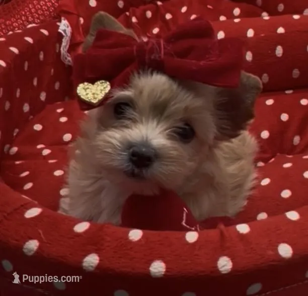 Golden  Heart Girl – Yorkshire Terrier puppy for sale in Palm Springs, CA