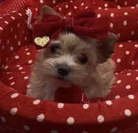 Golden  Honey Tcup, a female Yorkshire Terrier for sale in Palm Springs, CA – Photo 2 of 8