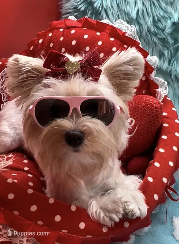 Raya – Yorkshire Terrier puppy for sale in Palm Springs, CA