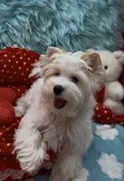 SNOW PARTI FEMALE, a female Yorkshire Terrier for sale in Palm Springs, CA – 5 of 10