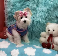 SNOW PARTI FEMALE, a female Yorkshire Terrier for sale in Palm Springs, CA – 8 of 10