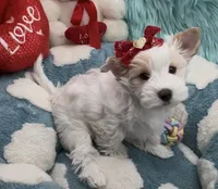 White Teddy Bear Face, a female Yorkshire Terrier for sale in Palm Springs, CA – 1 of 10