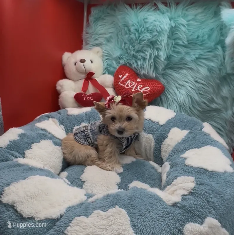 Rare Golden Bear – Yorkshire Terrier puppy for sale in Palm Springs, CA