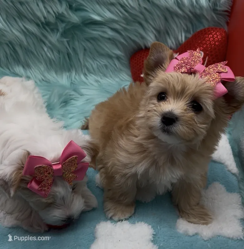 Rare Babydoll – Biewer puppy for sale in Palm Springs, CA