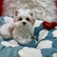 MINI PARTI BOY, a male Yorkshire Terrier for sale in Palm Springs, CA – Photo 6 of 10