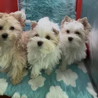 MINI PARTI BOY, a male Yorkshire Terrier for sale in Palm Springs, CA – Photo 10 of 10