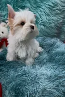 MINI PARTI BOY, a male Yorkshire Terrier for sale in Palm Springs, CA – Photo 8 of 10