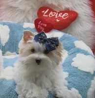 MINI PARTI BOY, a male Yorkshire Terrier for sale in Palm Springs, CA – Photo 1 of 10