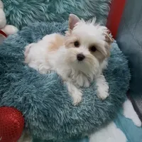 MINI PARTI BOY, a male Yorkshire Terrier for sale in Palm Springs, CA – Photo 9 of 10