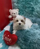 MINI PARTI BOY, a male Yorkshire Terrier for sale in Palm Springs, CA – Photo 3 of 10