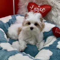 MINI PARTI BOY, a male Yorkshire Terrier for sale in Palm Springs, CA – Photo 5 of 10