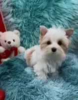 MINI PARTI BOY, a male Yorkshire Terrier for sale in Palm Springs, CA – Photo 4 of 10