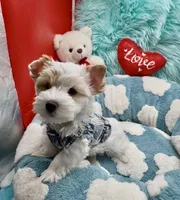 Rare Exotic Parti Girl, a female Yorkshire Terrier for sale in Palm Springs, CA – 5 of 8