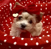 Summer- Golden Bear, a female Yorkshire Terrier for sale in Palm Springs, CA – 9 of 10