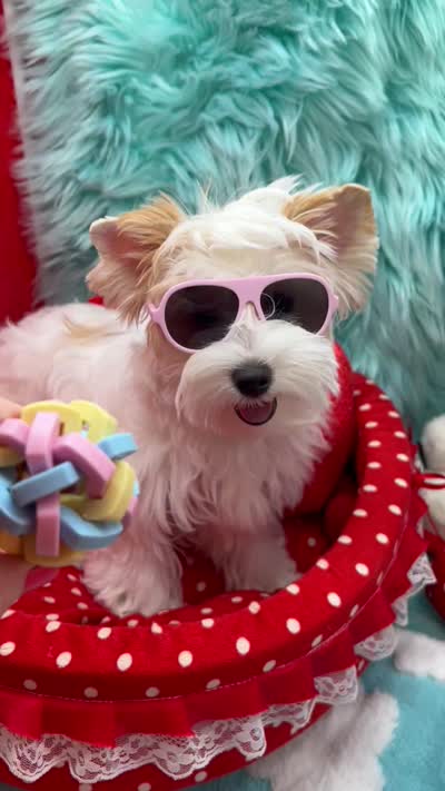 SNOW PARTI FEMALE, a female Yorkshire Terrier for sale in Palm Springs, CA – 9 of 10