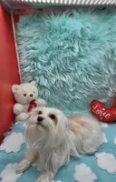 White Angel Male, a male Yorkshire Terrier for sale in Palm Springs, CA – Photo 4 of 8