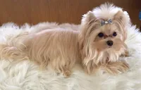White Parti Angel, a male Yorkshire Terrier for sale in Palm Springs, CA – Photo 7 of 7