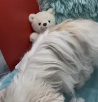 White Parti Angel, a male Yorkshire Terrier for sale in Palm Springs, CA – Photo 4 of 7