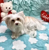 White Parti Angel, a male Yorkshire Terrier for sale in Palm Springs, CA – Photo 3 of 7