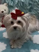 White Parti Angel, a male Yorkshire Terrier for sale in Palm Springs, CA – Photo 5 of 7