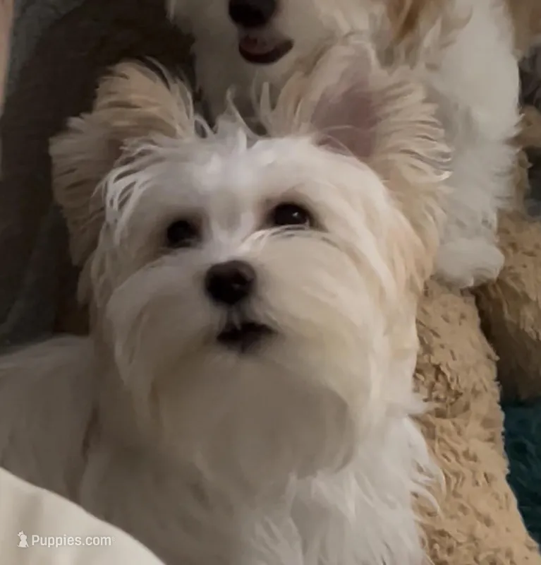 White and Light Gold Parti Male – Yorkshire Terrier puppy for sale in Palm Springs, CA
