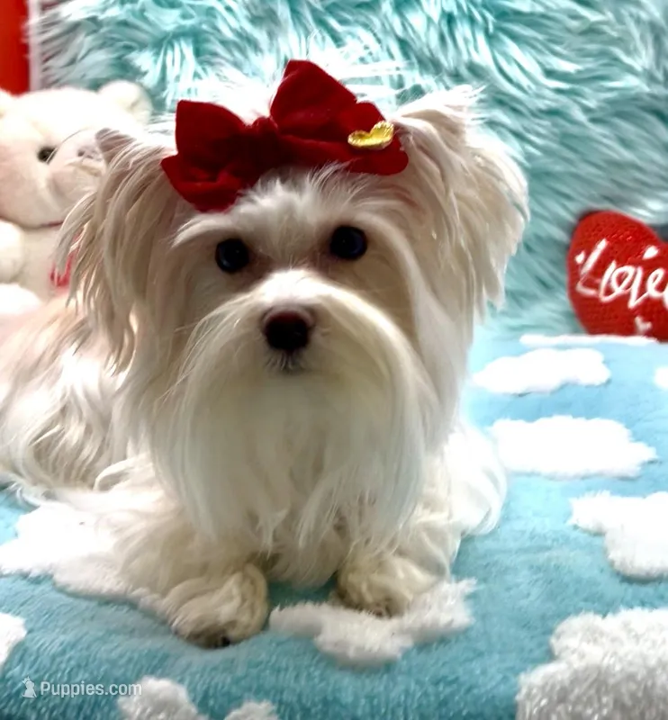 White Parti Angel, a male Yorkshire Terrier for sale in Palm Springs, CA – Photo 1 of 7