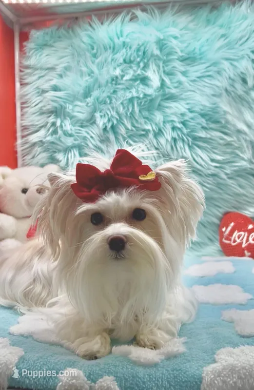 White Angel Male – Yorkshire Terrier puppy for sale in Palm Springs, CA