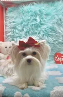 White Angel Male, a male Yorkshire Terrier for sale in Palm Springs, CA – Photo 1 of 8