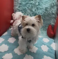 PARTI BEAUTY, a female Yorkshire Terrier for sale in Palm Springs, CA – 2 of 10
